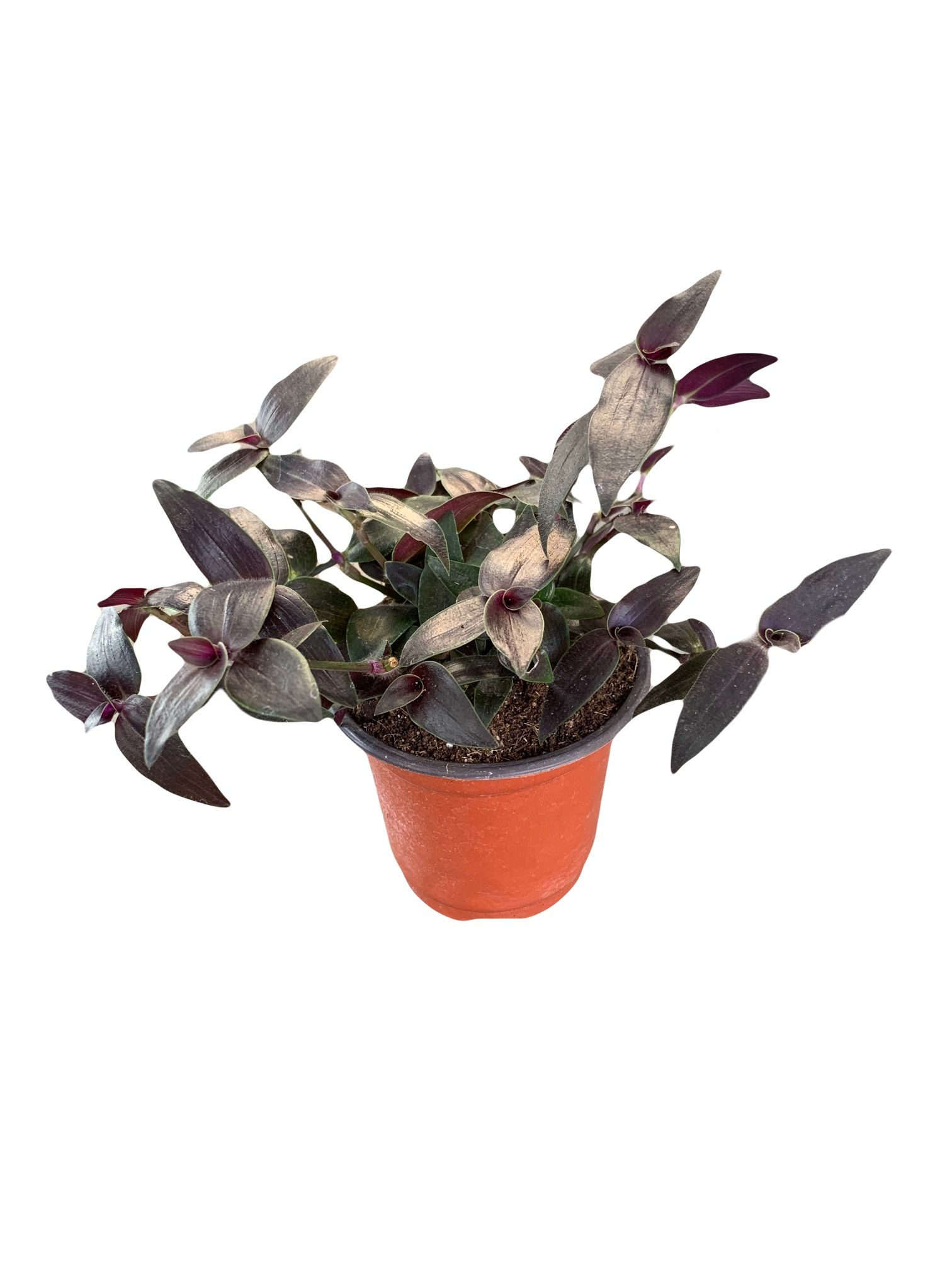 Tradescantia Jose puig Wandering Dude House Plant 4” Pot - Live Plant