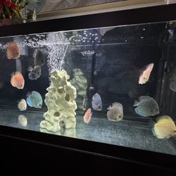 Discus Fish Tank 