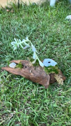 Driftwood Succulent Planter with Moss