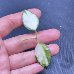 Hoya Nabawanensis Variegated 