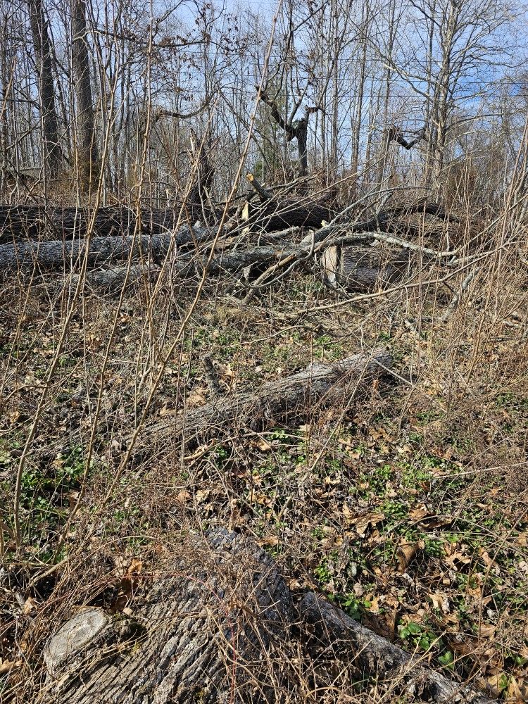 Free Wood