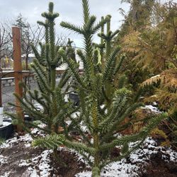 Monkey Puzzle Trees!
