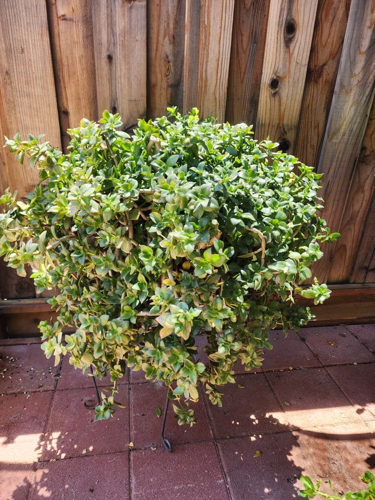 Succulent Plant 