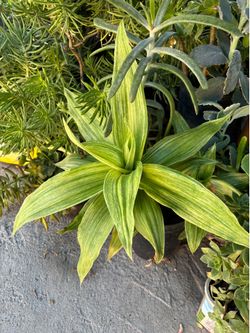 Variedad de plantas