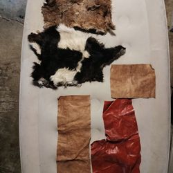 Animals Skin Cueros