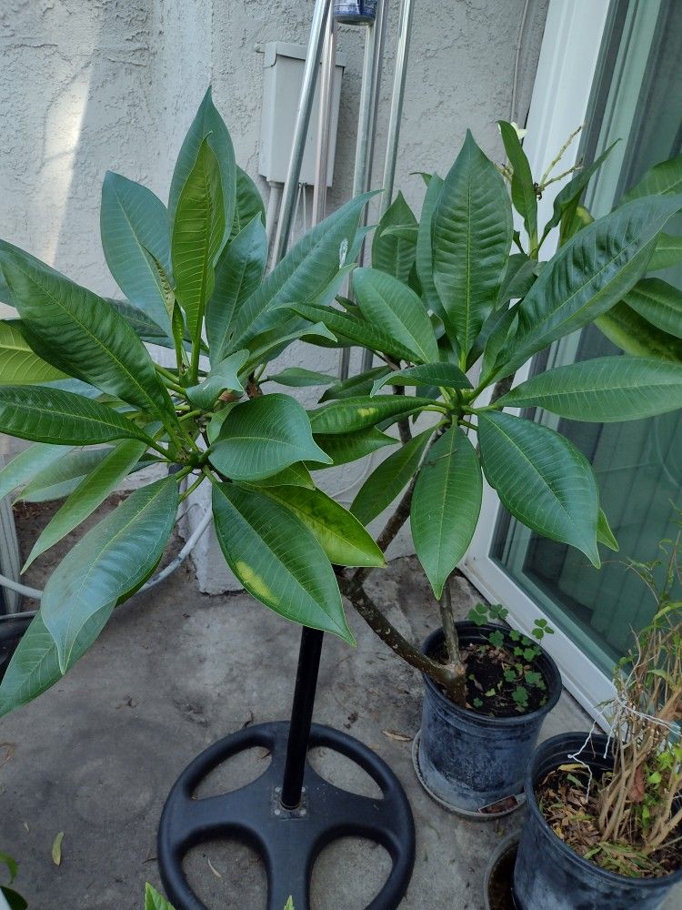 Plumeria Flower Plant