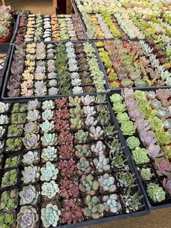 2” Succulents
