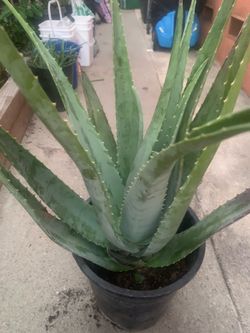 Aloe Vera