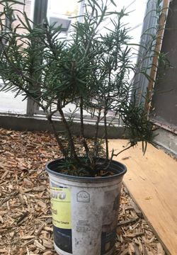 Rosemary herb plant