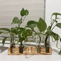 Live Pothos House Plant 