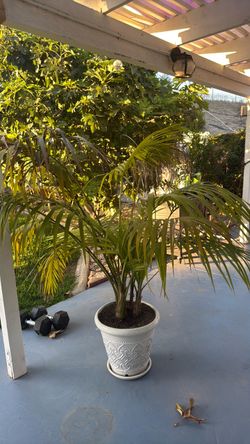 Potted Palm Plant in Decorative White Planter