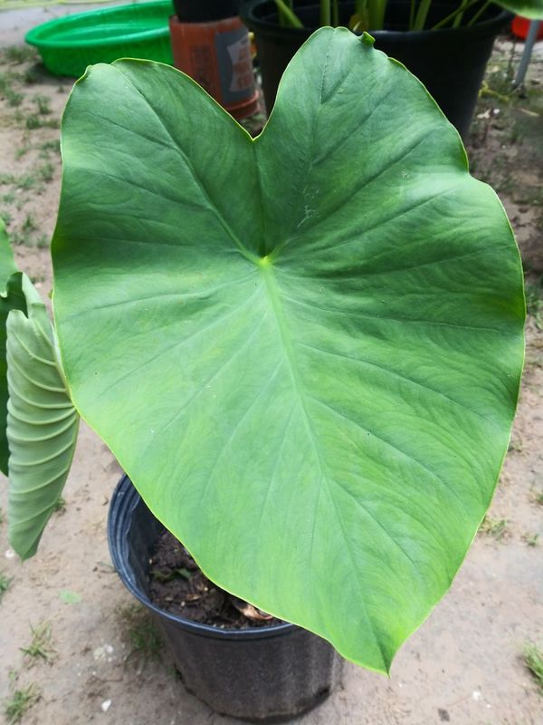 Jumbo elephant ears for Sale in Mesquite, TX - OfferUp