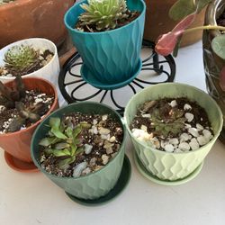 Succulent Plants 4” Planters … 