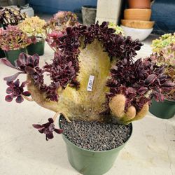 Aeonium Chanel Crest Imported