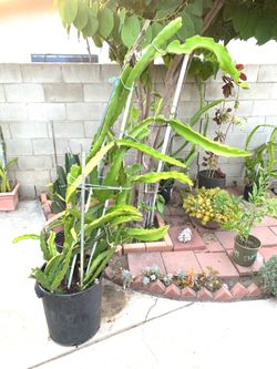 Yellow dragon fruit ORGANIC PLANT