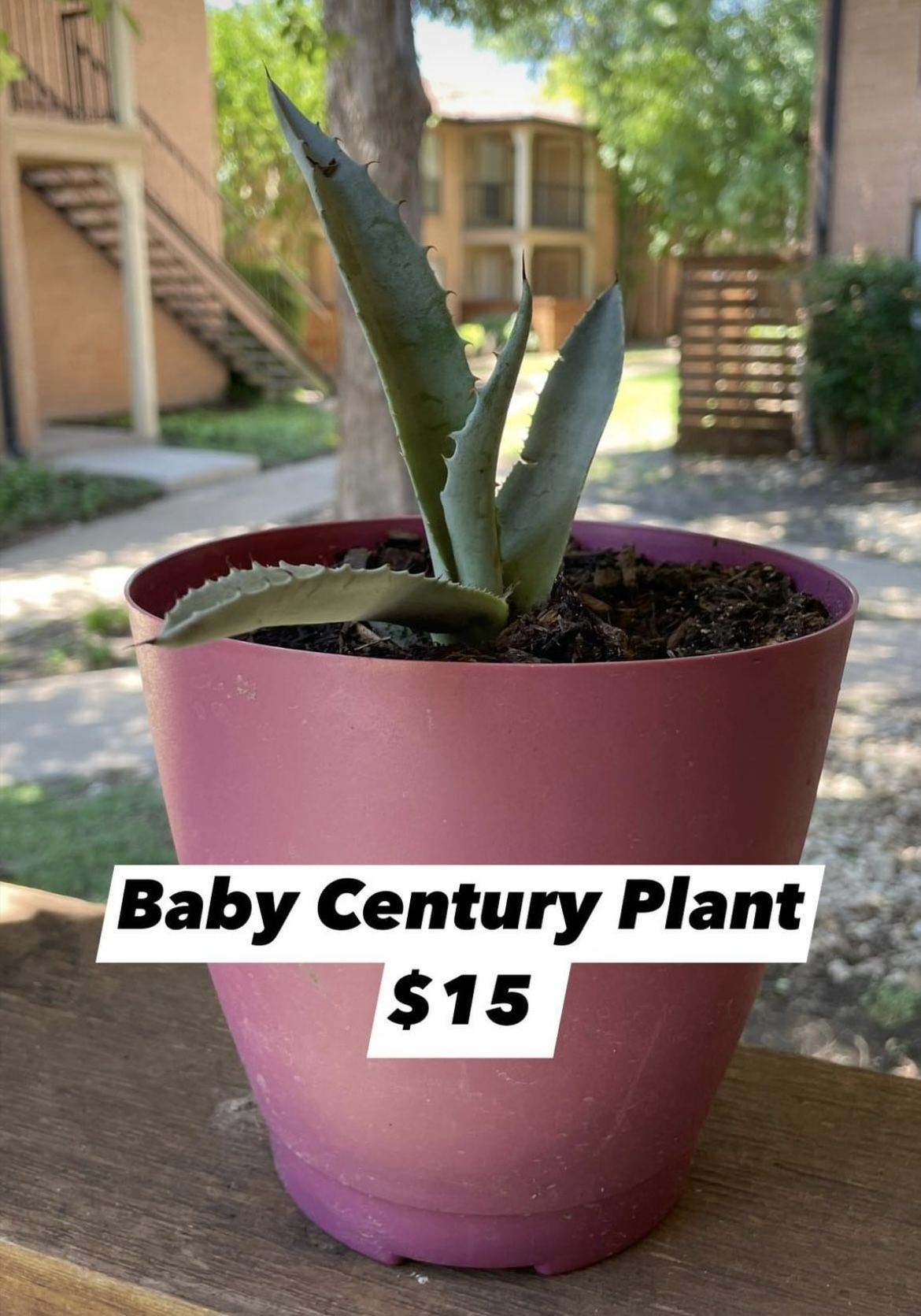 Century Plant (pup)