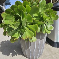 Large Aeonium 