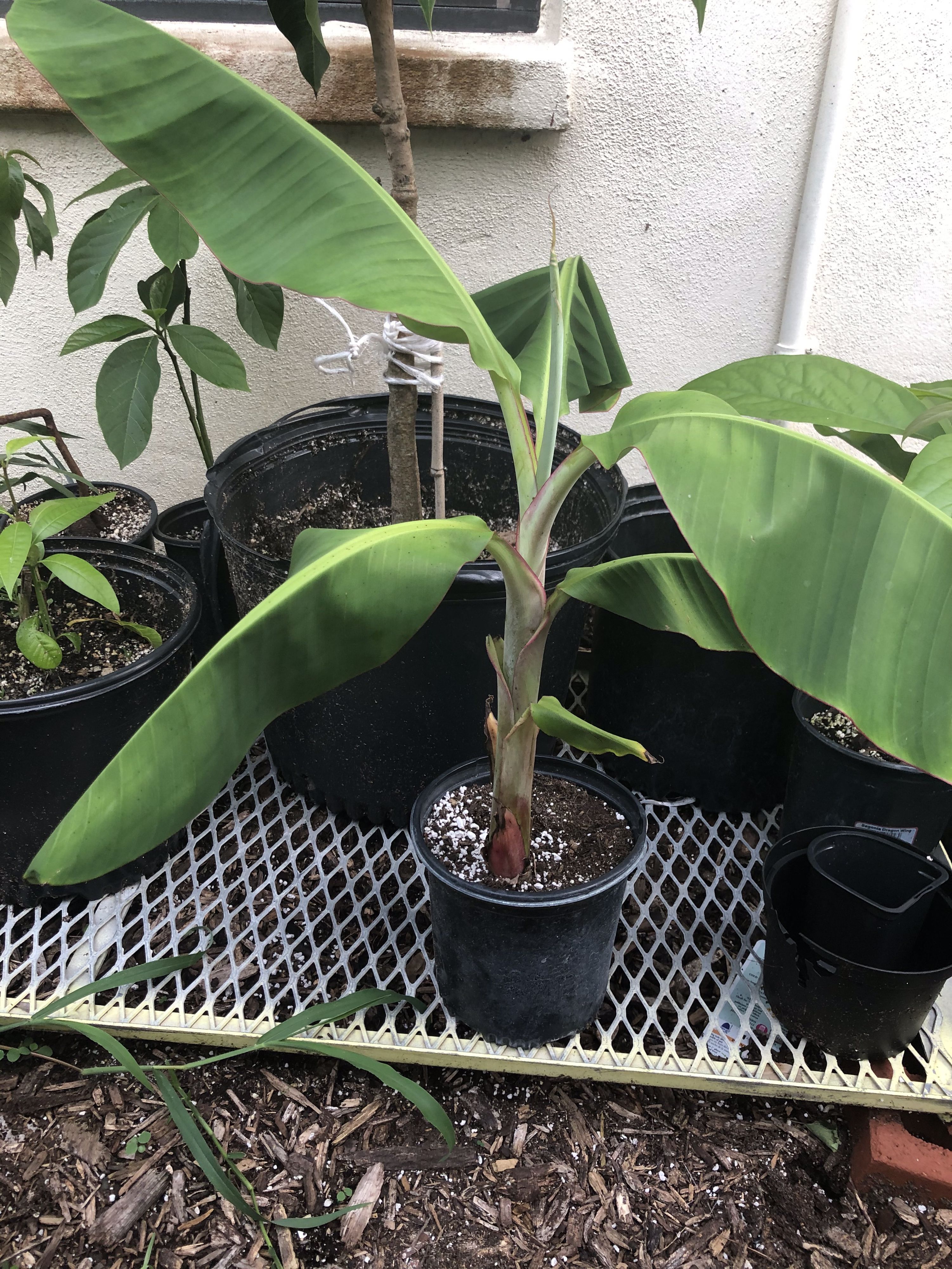 Apple Banana Tree