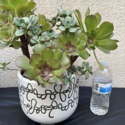Mixed Succulent Plant