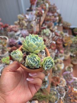 Echeveria variegated