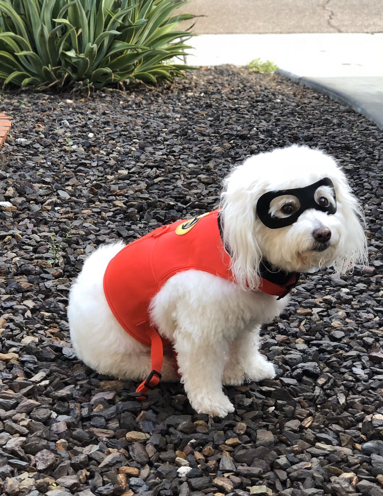 The Incredibles Pet Dog Halloween Costume