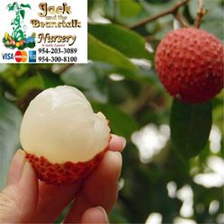 Mauritius Lychee Airlayered Trees 3gal 