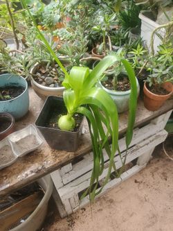 Pregnant onion plant