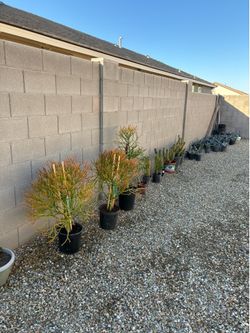 Plants $ landscapers