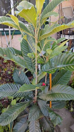 Loquat fruit tree; nispero; not Salvadorean nispero