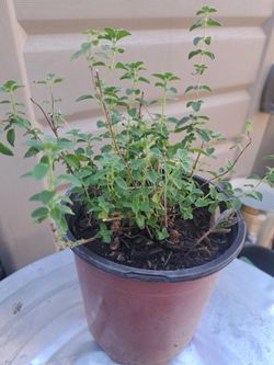 Oregano