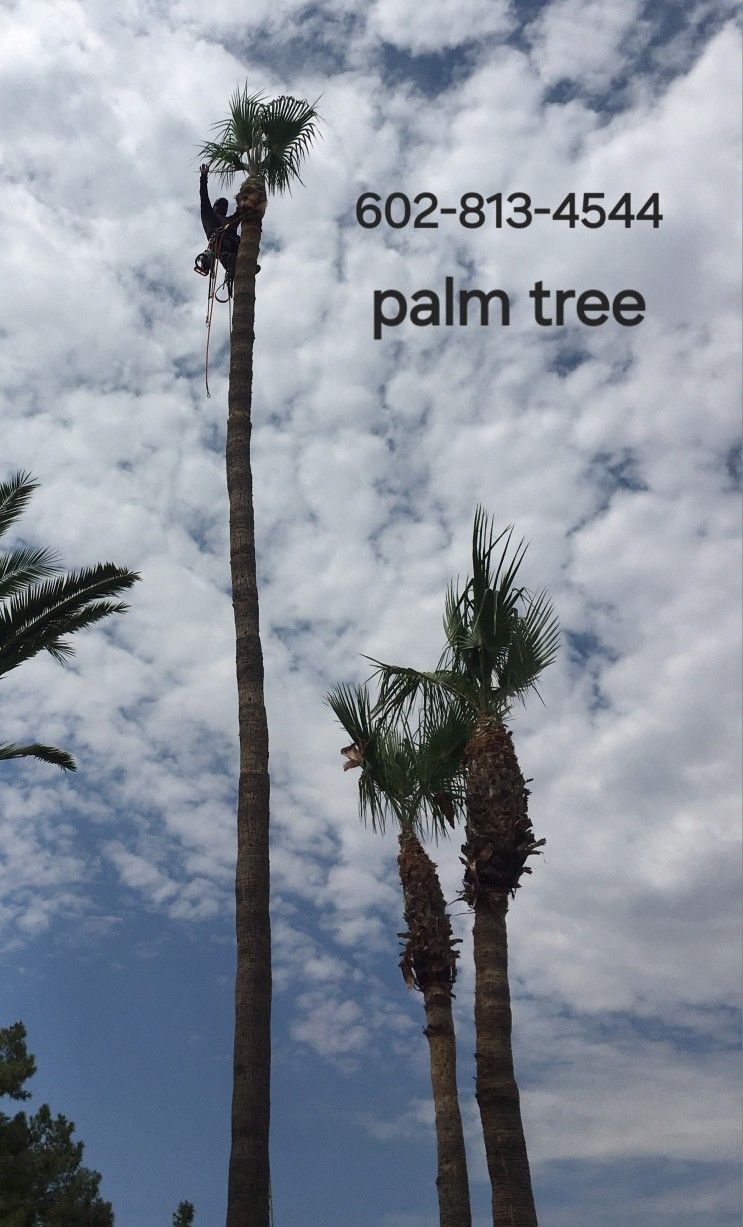 Palm Tree Servicio Estimado Gratis