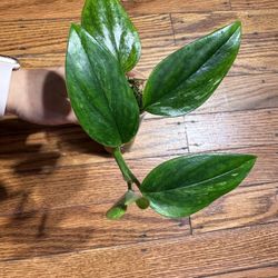 Monstera Standleyana Albo Variegated Plant