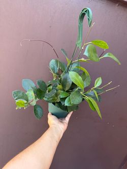 6” hoya australis green