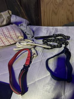 Dog Leashes And Dog Collars