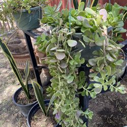 Jade Plant