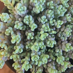 Succulents and arrangements 