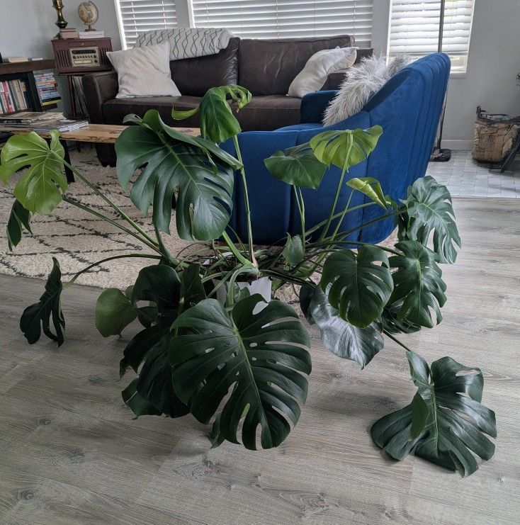 Huge Monstera Plant 