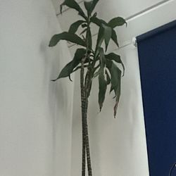 Potted Corn Tree 7ft