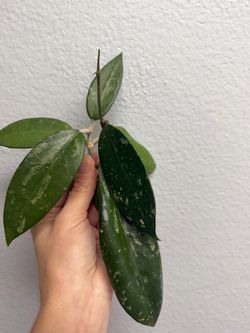 Hoya ko. Chang x unknown