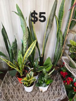 Snake plants