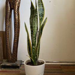Indoor Mother-in-Law Or Snake Plant