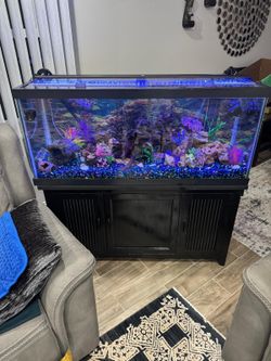 Fish Aquarium