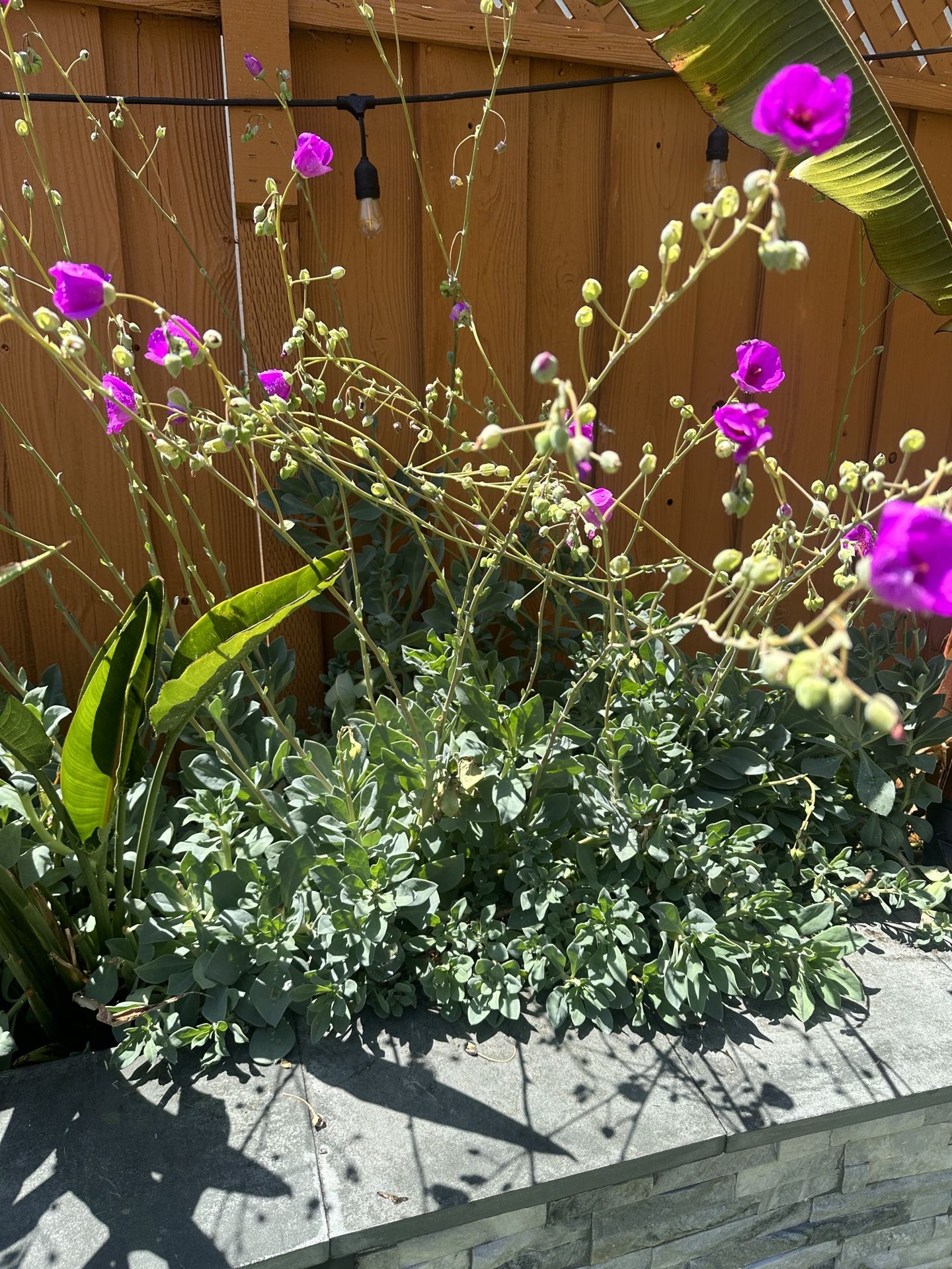 3 gallon Rock Purslane Succulent cuttings