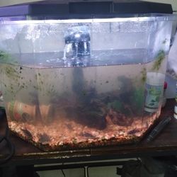 Free Fish Tank