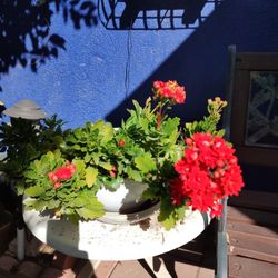Kalanchoe Plants
