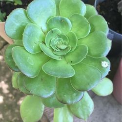 Suculenta 