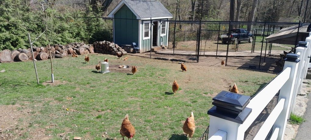 Fresh Farm Free Range Eggs