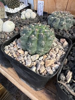 Assorted Gymnocalycium Cactus - Good Size