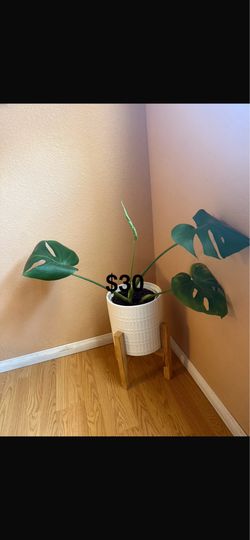 Plant, eating table, (with the chairs), Samsung smart tv, ps3, support tables, center tables with the decorations,