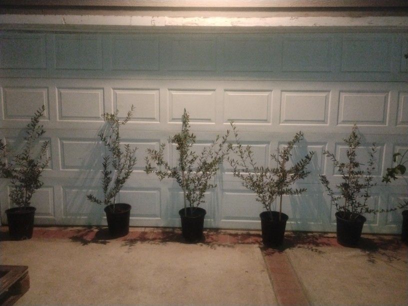 Arbaquina Olive π« Trees